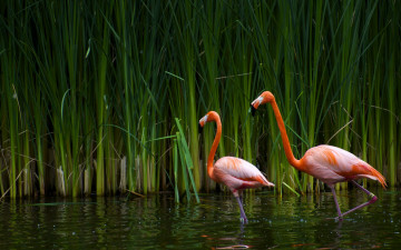 Картинка животные фламинго