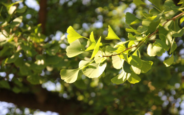 Картинка природа листья gingko biloba