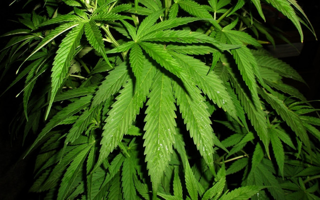 Обои картинки фото cannabis, природа, листья, конопля