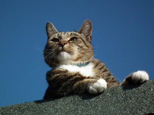 Картинка животные коты котэ позирование портрет важный