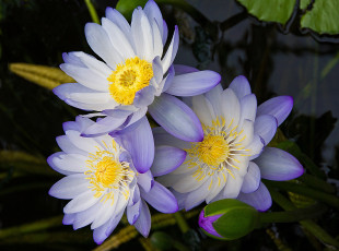 Картинка цветы лилии водяные нимфеи кувшинки нимфея сиреневый трио