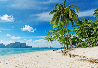 Картинка природа тропики лето побережье песок пляж пальмы