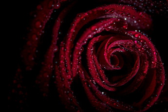 Картинка цветы розы капли макро темный фон