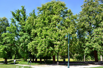 Картинка Черногория цетине природа парк аллея фонари каштан