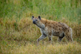 Картинка животные гиены гиеновые собаки хищник