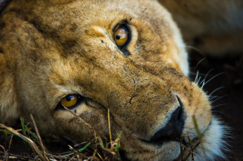 Картинка животные львы глаза морда