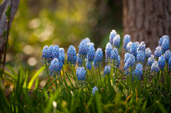 Картинка цветы гиацинты мускари голубой