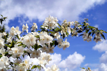 Картинка цветы жасмин ветка белый