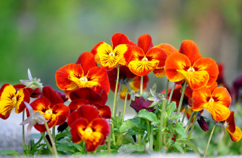 Картинка цветы анютины глазки садовые фиалки фиалка трёхцветная