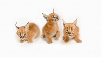 Картинка животные рыси каракалы малыши котята