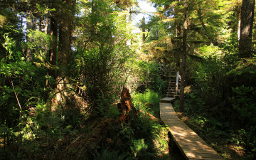 Картинка природа лес пень лестница заросли