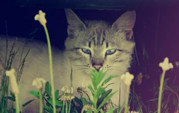 Картинка животные коты кот серый полосатый трава