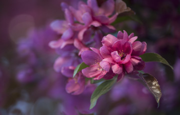 Картинка цветы цветущие деревья кустарники розовый ветка