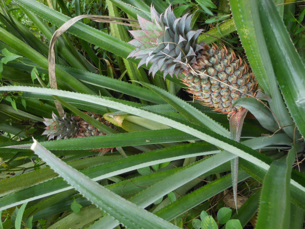 Обои картинки фото природа, плоды, растение, ананас