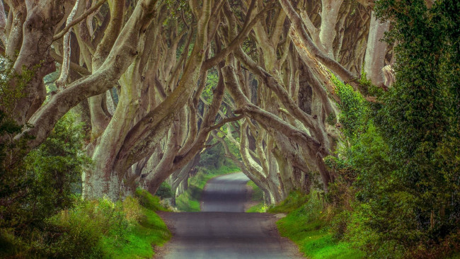 Обои картинки фото таинственный, лес, северная, ирландия, природа, дороги, ветви