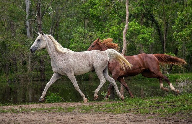 Обои картинки фото животные, лошади, гривы, бег