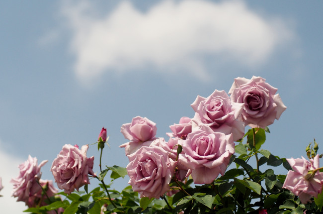 Обои картинки фото цветы, розы, небо, розовый