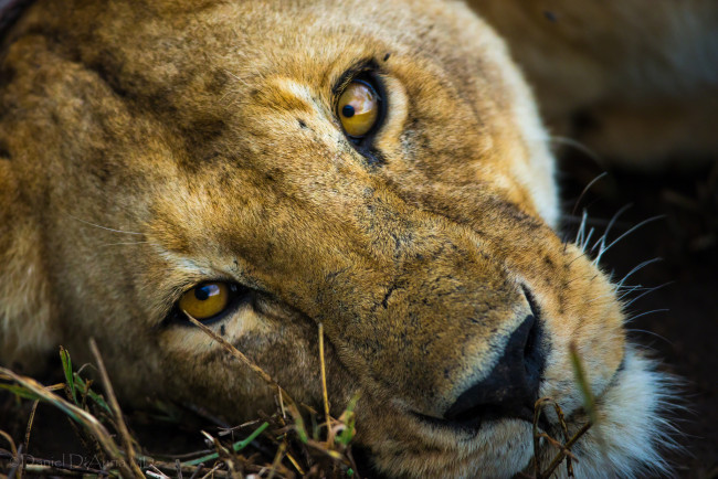 Обои картинки фото животные, львы, глаза, морда