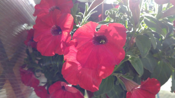 Картинка цветы петунии +калибрахоа красные