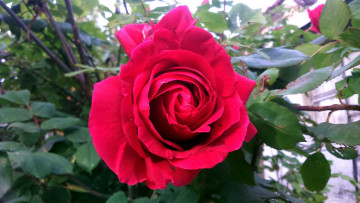 Картинка цветы розы розовый макро бутон