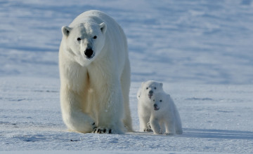 Картинка животные медведи медведица медвежата белые снег