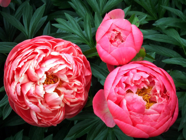 Обои картинки фото цветы, пионы, розовые, бутоны