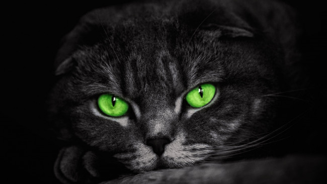 Обои картинки фото животные, коты, зеленые, глаза