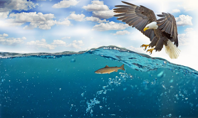 Обои картинки фото разное, компьютерный дизайн, крылья, птица, пузырьки, вода, небо, белоголовый, орлан, охота, облака, море, перья, когти, клюв, рыба