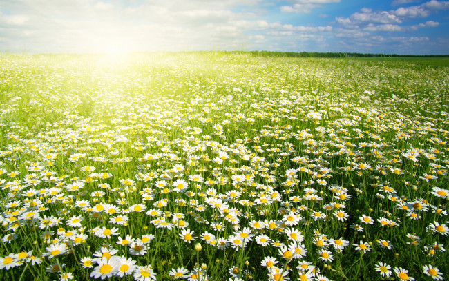 Обои картинки фото цветы, ромашки, поле, солнце