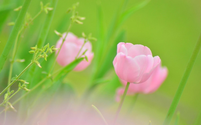Обои картинки фото цветы, тюльпаны, трава, розовые