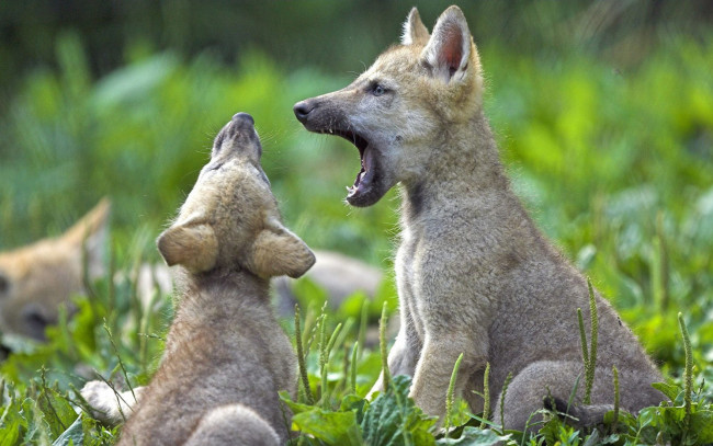 Обои картинки фото животные, волки,  койоты,  шакалы, трава, щенки, волчата