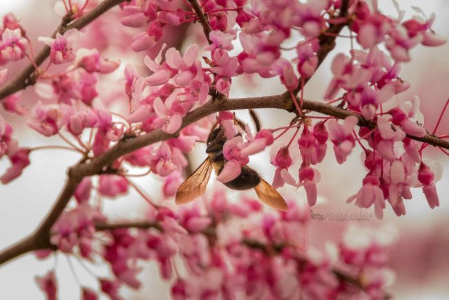 Обои картинки фото цветы, цветущие деревья ,  кустарники, пчела
