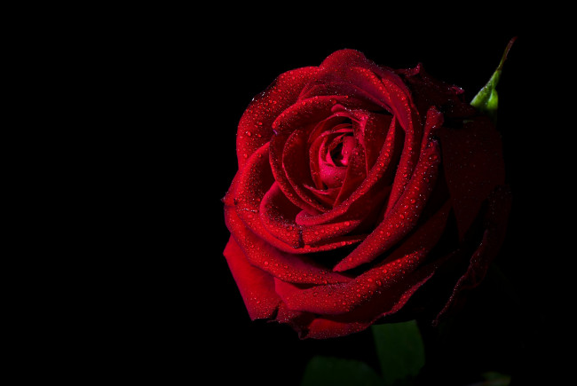Обои картинки фото цветы, розы, бутон, роза, красная