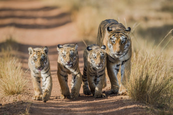 Картинка животные тигры прогулка