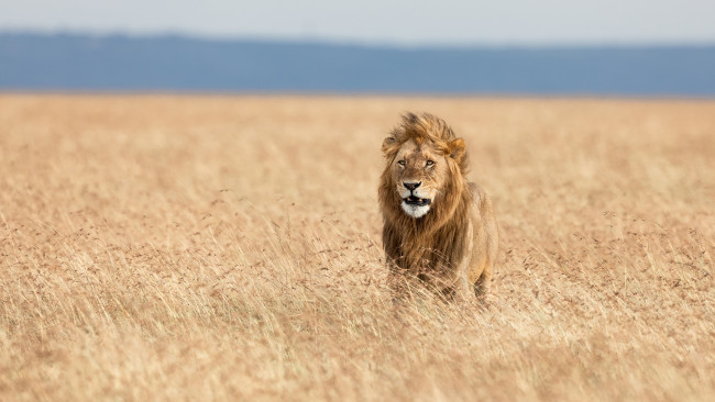 Обои картинки фото животные, львы, африка