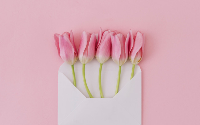 Обои картинки фото цветы, тюльпаны, конверт, бутоны