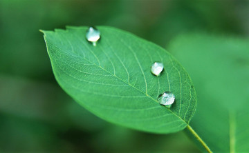 Картинка природа листья лист капли