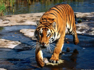 Картинка тигр животные тигры
