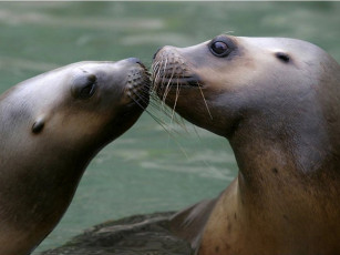 Картинка поцелуй животные тюлени морские львы котики
