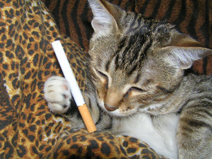 Картинка закурим животные коты
