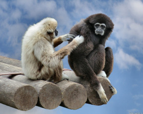 Картинка массаж животные обезьяны