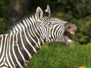 Картинка зов животные зебры
