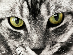Картинка животные коты глаза