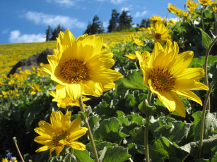 Картинка цветы подсолнухи sunflower