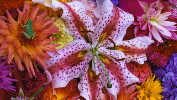 Картинка цветы разные вместе лягушка георгины лилия