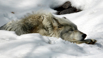 Картинка snow wolf животные волки снег волк морда сон