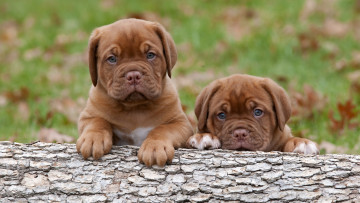 Картинка животные собаки бордосский дог щенки