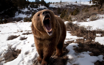 Картинка angry grizzly bear животные медведи медведь гризли пасть оскал ярость