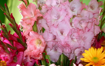 Картинка цветы гладиолусы розовые красные