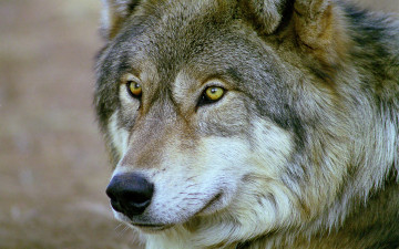 Картинка grey животные волки волчара матерый серый мудрый